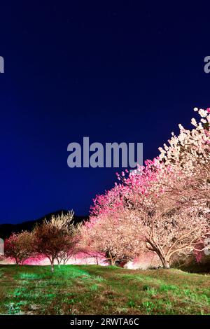 Leuchtet in Hanamomo no Sato Stockfoto