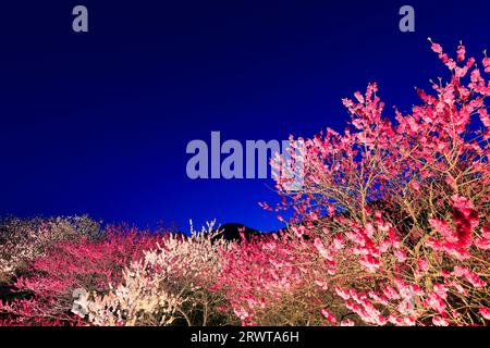 Leuchtet in Hanamomo no Sato Stockfoto