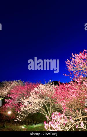 Leuchtet in Hanamomo no Sato Stockfoto