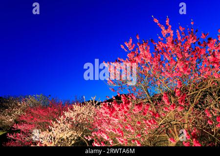 Leuchtet in Hanamomo no Sato Stockfoto