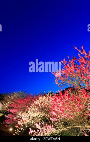 Leuchtet in Hanamomo no Sato Stockfoto