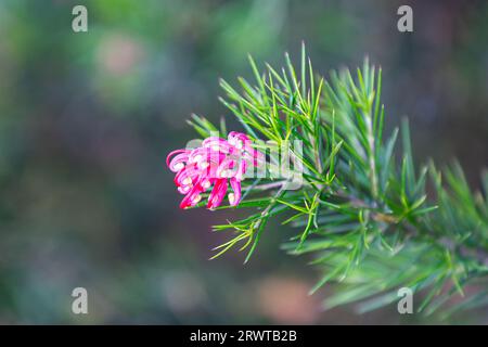 Nahaufnahme einer wacholderblattpflanze in Blüte Stockfoto