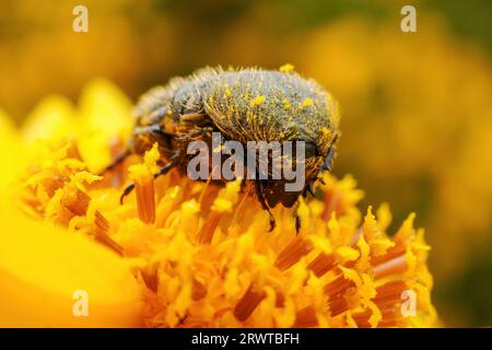 Oxycetonia jucunda Faldermann saugt Nektar an gelben Blüten Stockfoto