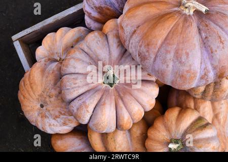 Blick von oben auf die großen orangefarbenen Kürbisse „Musquee de Provence“. Auch Märchenkürbis genannt Stockfoto