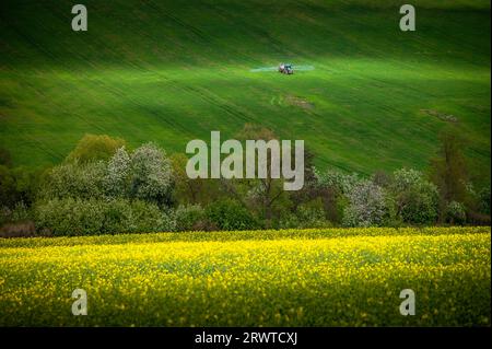 Grüne Weiden in Bloom: Traktor auf einem Spaziergang im Frühling Stockfoto