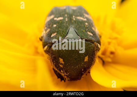 Oxycetonia jucunda Faldermann saugt Nektar an gelben Blüten Stockfoto
