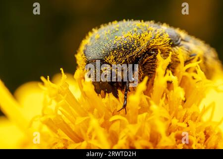 Oxycetonia jucunda Faldermann saugt Nektar an gelben Blüten Stockfoto