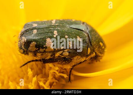 Oxycetonia jucunda Faldermann saugt Nektar an gelben Blüten Stockfoto