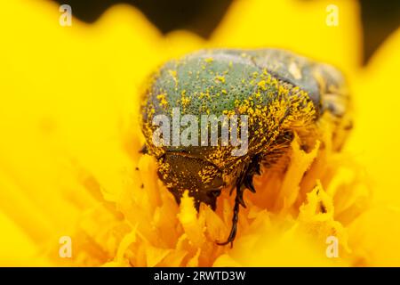 Oxycetonia jucunda Faldermann saugt Nektar an gelben Blüten Stockfoto