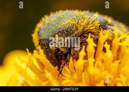 Oxycetonia jucunda Faldermann saugt Nektar an gelben Blüten Stockfoto