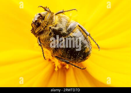 Oxycetonia jucunda Faldermann saugt Nektar an gelben Blüten Stockfoto