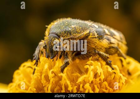 Oxycetonia jucunda Faldermann saugt Nektar an gelben Blüten Stockfoto