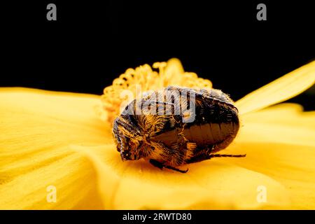 Oxycetonia jucunda Faldermann saugt Nektar an gelben Blüten Stockfoto
