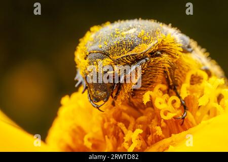 Oxycetonia jucunda Faldermann saugt Nektar an gelben Blüten Stockfoto