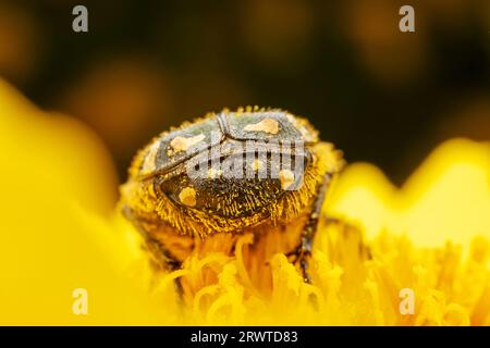Oxycetonia jucunda Faldermann saugt Nektar an gelben Blüten Stockfoto