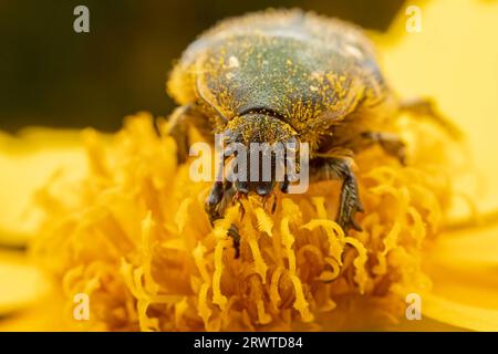 Oxycetonia jucunda Faldermann saugt Nektar an gelben Blüten Stockfoto