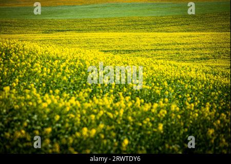 Golden Fields of Spring: Raps- und Weizenblüte in einer malerischen landwirtschaftlichen Landschaft Stockfoto