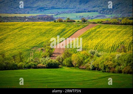 Sonnige Tage und Frühlingsblumen auf dem Land. Das Erwachen der Natur: Der Frühling erweckt Raps- und Weizenfelder in einer ländlichen Landlandschaft zum Leben Stockfoto