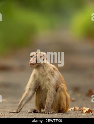 Rhesusmakaken oder Macaca-Mulatta-Affe mit Ausdruck, der Straße oder Strecke im Chuka-Ökotourismus blockiert Safari pilibhit Nationalpark terai Forest Resere Stockfoto