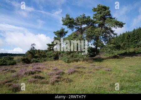 Panoramaaufnahme der Landschaft im Vulkan Eifel, Rheinland-Pfalz, Deutschland Stockfoto