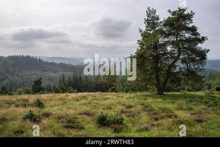 Panoramaaufnahme der Landschaft im Vulkan Eifel, Rheinland-Pfalz, Deutschland Stockfoto