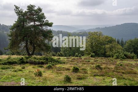 Panoramaaufnahme der Landschaft im Vulkan Eifel, Rheinland-Pfalz, Deutschland Stockfoto