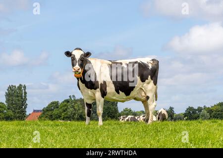 Kuh in voller Länge in Seitenansicht, Holstein Milchvieh schwarz-weiß, blauer Himmel und Horizont über Land in den Niederlanden Stockfoto