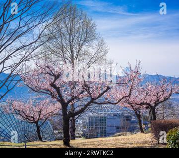 Yamanashi Landschaften Pfirsichblüten und Mt. Fuefukigawa Fruit Park Stockfoto