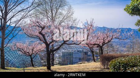 Yamanashi Landscapes Peach blossoms and Mt. Fuefukigawa Fruit Park Stock Photo