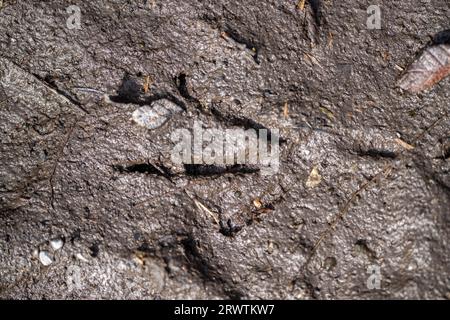 australische Ureinwohnerspuren im Schlamm Stockfoto