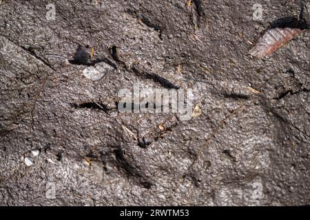 australische Ureinwohnerspuren im Schlamm Stockfoto