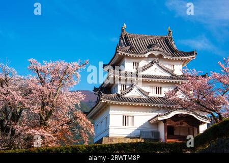 Uwajima Castle mit Kirschblüten Stockfoto