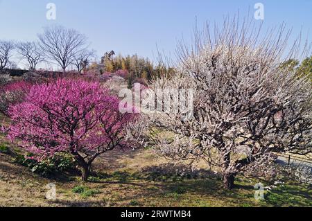 Pflaumenblüten im Hamamatsu Flower Park Stockfoto