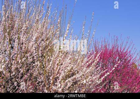 Pflaumenblüten im Hamamatsu Flower Park Stockfoto