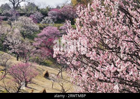 Pflaumenblüten im Hamamatsu Flower Park Stockfoto