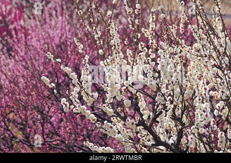 Pflaumenblüten im Hamamatsu Flower Park Stockfoto