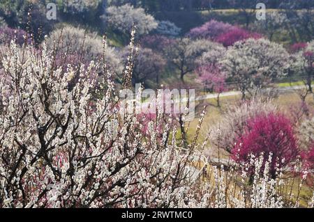 Pflaumenblüten im Hamamatsu Flower Park Stockfoto