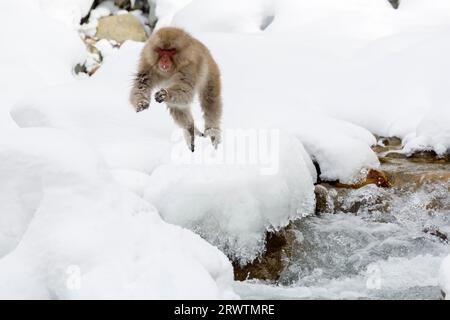 Japanische Makaken springen im Fluss Stockfoto