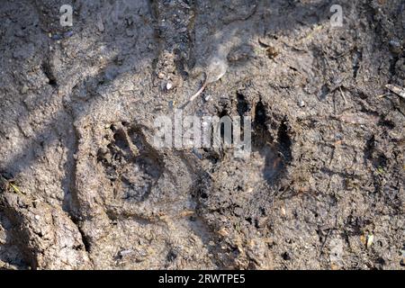 australische Ureinwohnerspuren im Schlamm Stockfoto