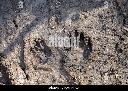 australische Ureinwohnerspuren im Schlamm Stockfoto