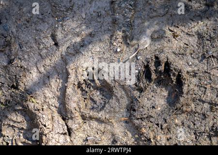 australische Ureinwohnerspuren im Schlamm Stockfoto