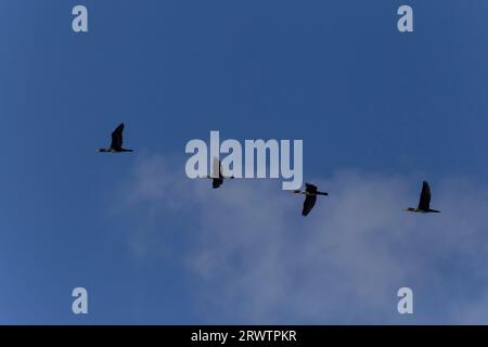 Nahaufnahme von vier großen Kormoranen, die in einem blauen Himmel fliegen Stockfoto