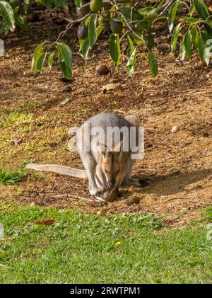 Australisches Rothalswallaby, Macropus rufogriseus, Essen und Genießen einer gefallenen Reifen Avocado, persea americana, in Obstplantagen in Queensland. Stockfoto