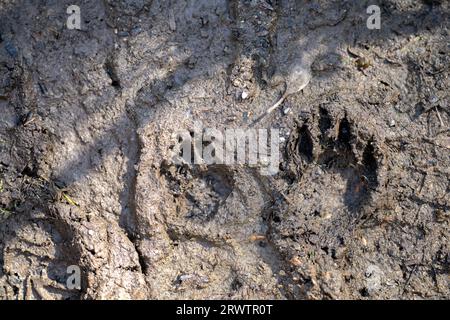 australische Ureinwohnerspuren im Schlamm Stockfoto