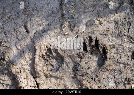 australische Ureinwohnerspuren im Schlamm Stockfoto