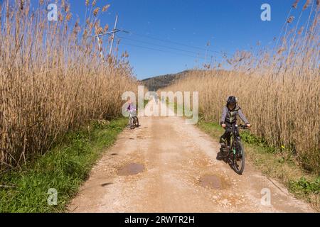 Parque Natural de La Albufera de Mallorca, s Amarador, Mallorca, Balearen, Spanien, Europa Stockfoto