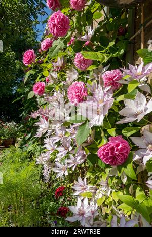 Die rosa Rose ‘Gertrude Jekyll’ und Clematis ‘Samaritan Jo’, die auf einem Spalier an einer Wand wachsen, blüht im Sommer in England im Garten Stockfoto