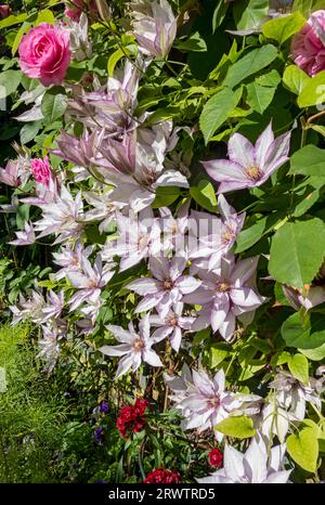 Nahaufnahme von Clematis „Samaritan Jo“ und rosa Rose „Gertrude Jekyll“, die auf Spalier an der Wand wachsen Blumen blühen im Sommergarten England Vereinigtes Königreich Stockfoto