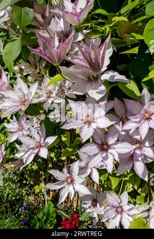 Nahaufnahme von Clematis ‘Samaritan Jo’, die auf Spalieren an einer Wand wachsen, blüht im Sommer in England Großbritannien Großbritannien im Garten Stockfoto