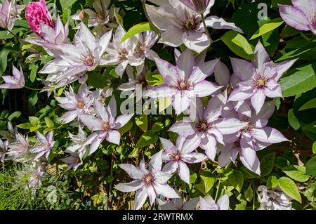 Nahaufnahme von Clematis ‘Samaritan Jo’, die auf Spalieren an einer Wand wachsen, blüht im Sommer in England Großbritannien Großbritannien im Garten Stockfoto